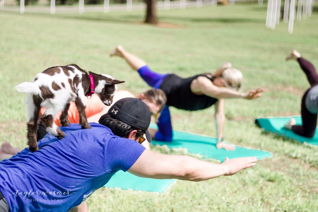 goat yoga